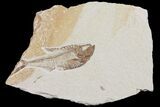 Bargain Diplomystus Fossil Fish - Wyoming #103952-1